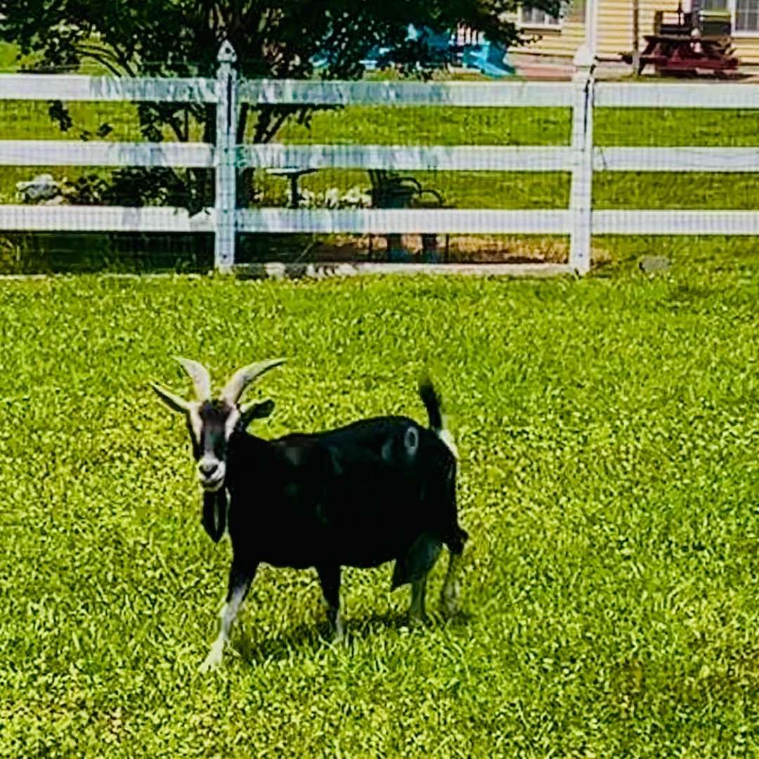 What is the mid atlantic region - goats